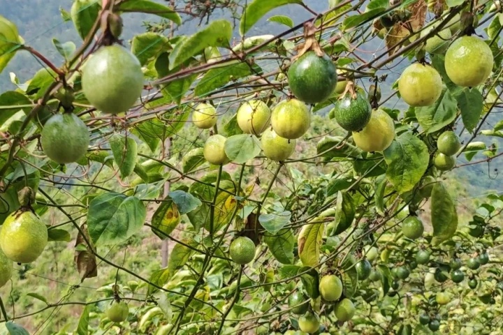 ������Ե-������Ե�ٷ���վ_MG������Ե